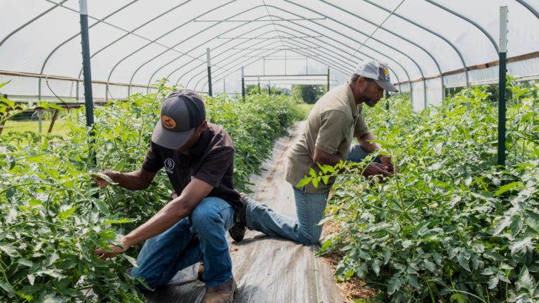 Two workers tend to produce growing at Bugg Farms, a Common Market partner